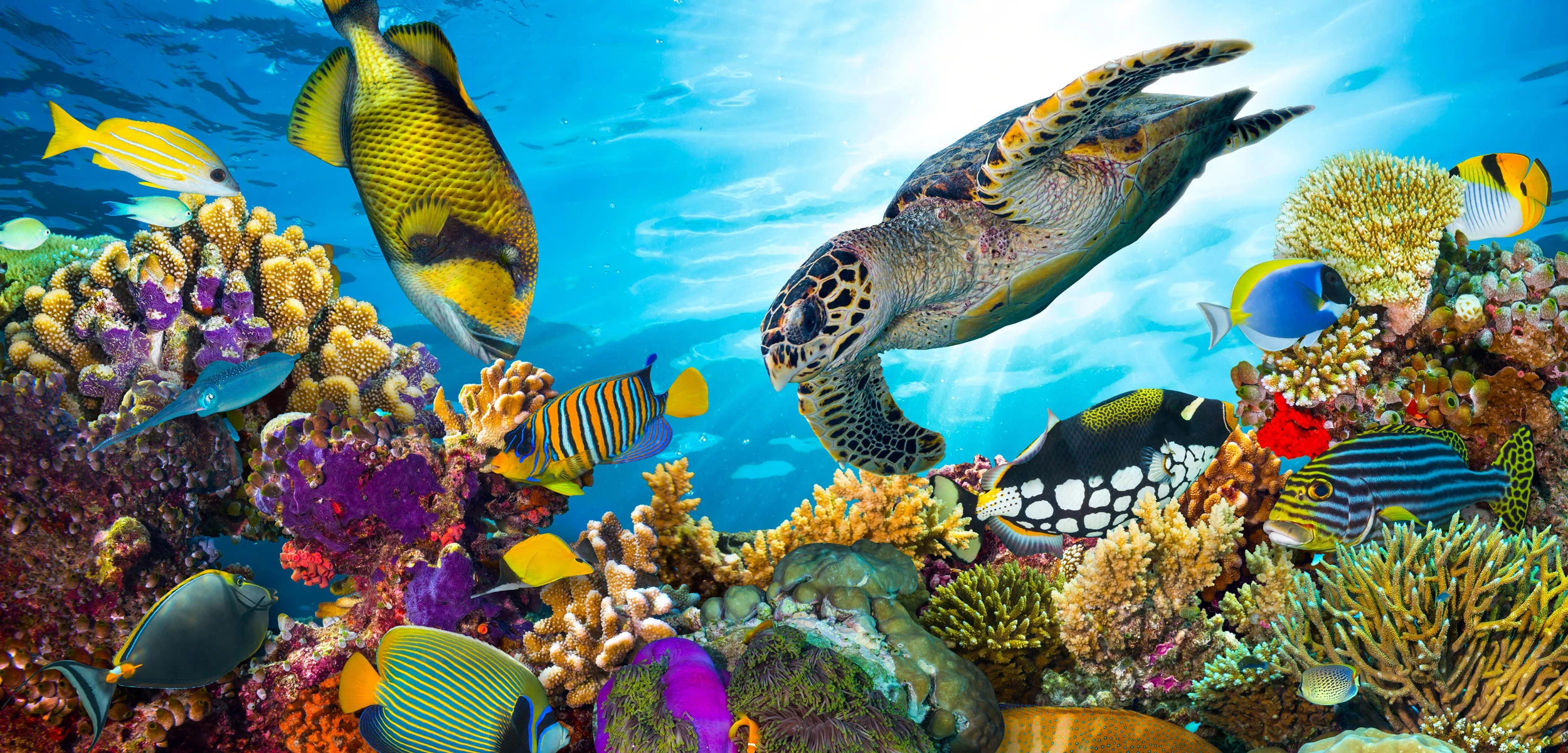 Coral reef