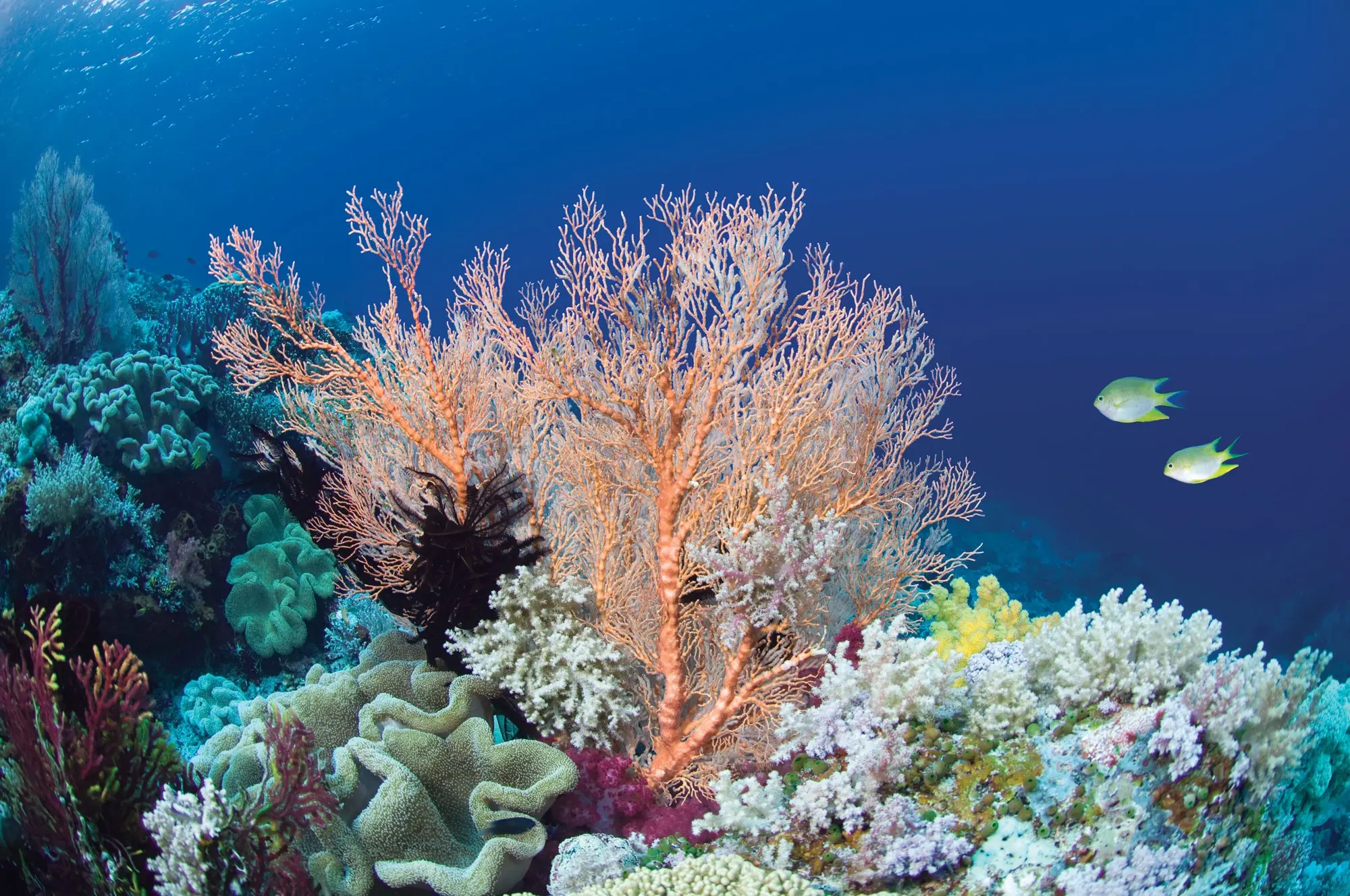 Coral reef